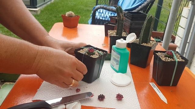 Прививка кактусов.Гимнокалициумы. pfropfen den kaktus.358 смотреть онлайн