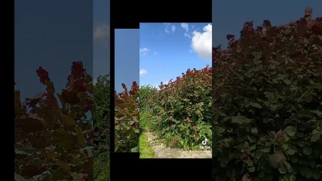 Purple Guant Filbert - Corylus maxima 'Purpurea' - Rode hazelaar смотреть онлайн
