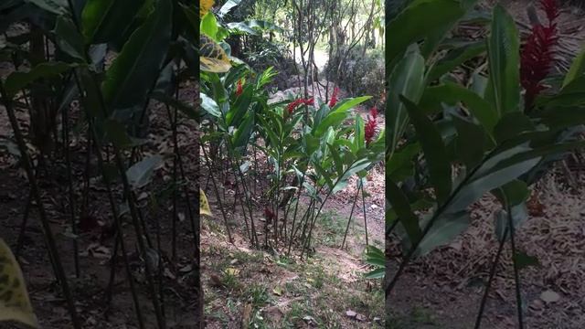 Альпиния пурпурная, розовоцветная форма.