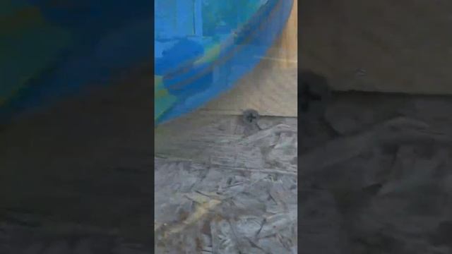 Браширование (старение дерева). Как подчёркнуть красоту дерева. #woodworking #браширование