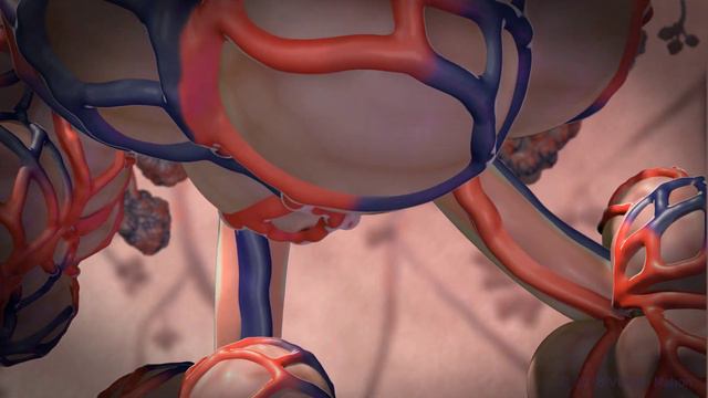 Gas Exchange in the Lung: How air gets from the outside environment into our body смотреть онлайн