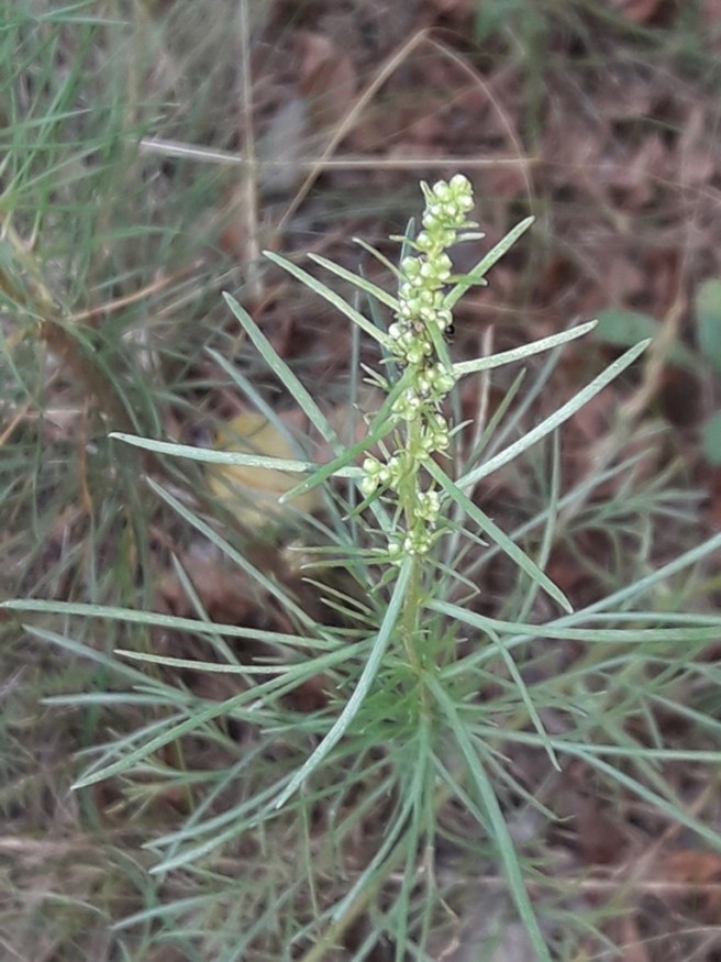 64. Полынь полевая - Artemisia Campestris