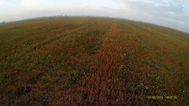 открытие охоты на перепела сезон 2019 - 2020 г. смотреть онлайн