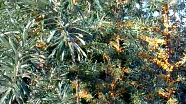 Кусты облепихи. смотреть онлайн