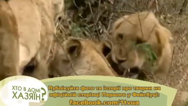 Лев в искусстве смотреть онлайн