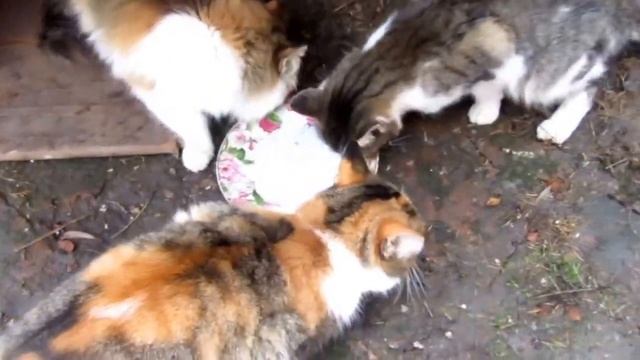 Мои Кошки кушают сухой корм. смотреть онлайн