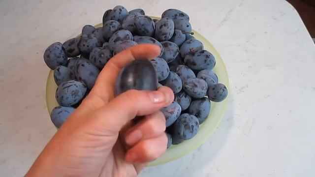 Слива угорка. Plum Ugorka.