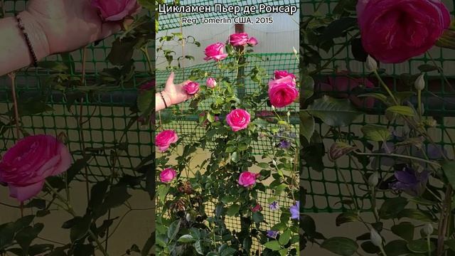 Роза Цикламен Пьер де Ронсар в продаже! 29.07.23 смотреть онлайн