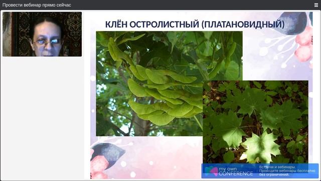 День 2. Деревья. Часть 6 смотреть онлайн