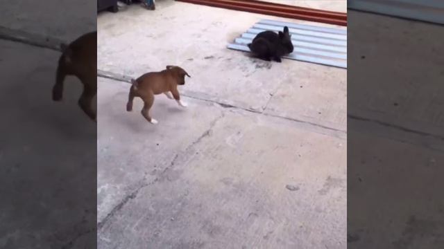 Щенок смотреть онлайн