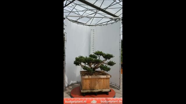 pinus sylvestris repens bonsai 100 125 w90x90 1495euro KH смотреть онлайн