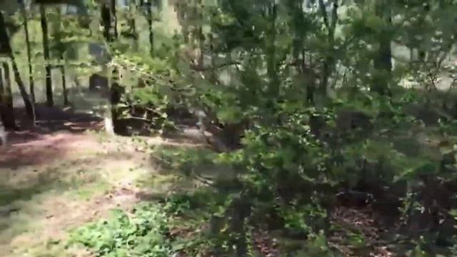 Весна /день победы/лес Северное бутово смотреть онлайн