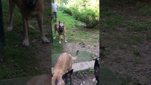 Умение слышать меня перед выходои на прогулку при сильном возбуждении Фом Грюнен Штадт смотреть онлайн