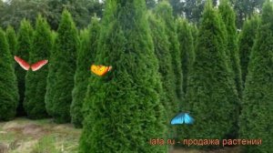 Туя западная Смарагд (thuja occidentalis smaragd) ? Смарагд обзор: как сажать, саженцы туи Смарагд