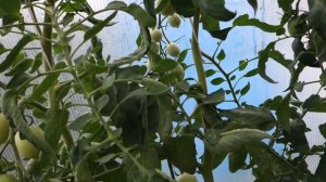 Сколько кистей оставить на высокорослом томате