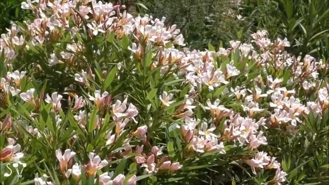 Nerium oleander / Олеандр обыкновенный / הרדוף הנחלים смотреть онлайн