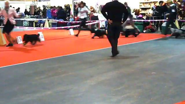 Кобели, сравнение на САСИБ , Рига 22.03.2014 смотреть онлайн