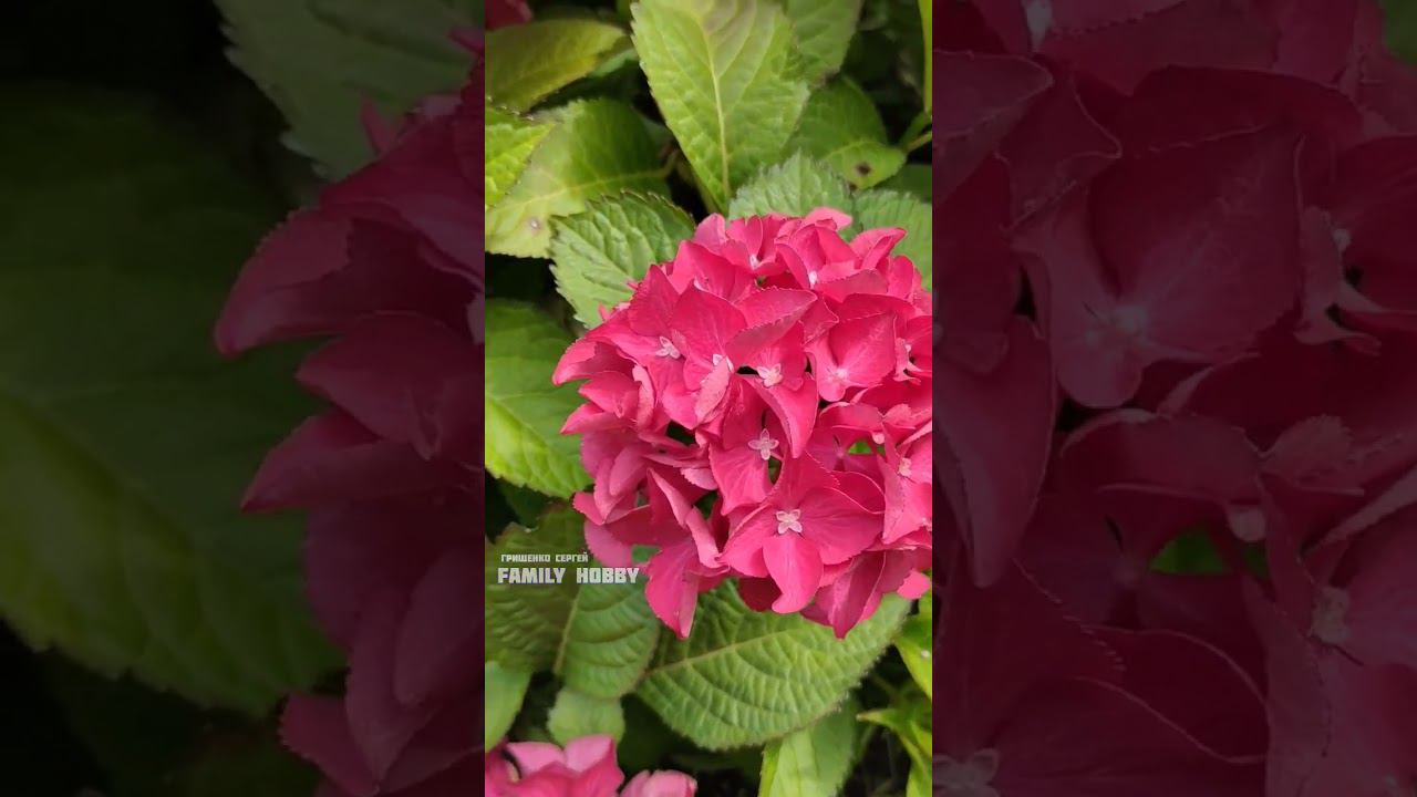 #гортензия #крупнолистная Сельма 4 августа в нашем саду смотреть онлайн