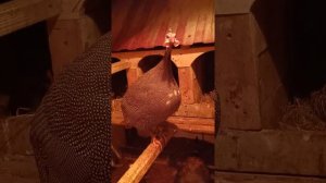 Крик самца цесарки