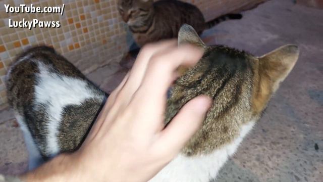 The Poor Cat Who Disappeared 1 Year Ago Meets Its Owner Again ( Angry Kitten )Lucky Paws
