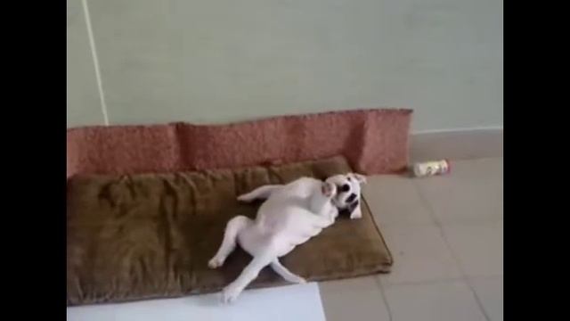 Сулла Счастливый 2 смотреть онлайн