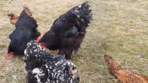 куры Кохинхин куры падуан cohcin