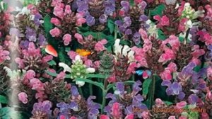 Черноголовка крупноцветковая Смесь окрасок ? обзор: как сажать, семена черноголовки Смесь окрасок