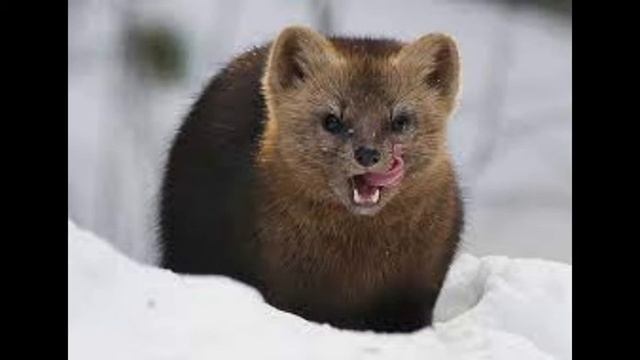 Интересные факты о соболе . #Sable . #Cоболь смотреть онлайн