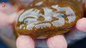 НАШЛИ ГИГАНТСКУЮ САЛАМАНДРУ