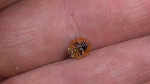 Божья коровка без точек. смотреть онлайн