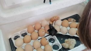 Цыплёнок не может вылупиться?!/Срочно спасаем цыплёнка!