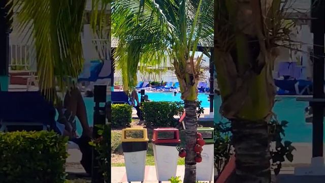 Memories Flamenco #beach #resort Cayo Coco #cuba смотреть онлайн