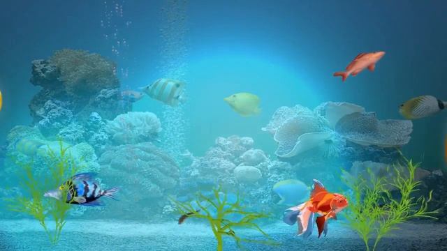 Футаж Чудеса подводного мира смотреть онлайн