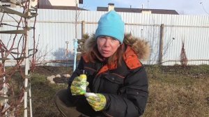 Укрыла на зиму розу-шраб Александр Маккензи