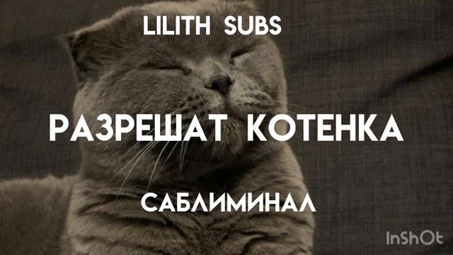 разрешат котенка саблиминал смотреть онлайн