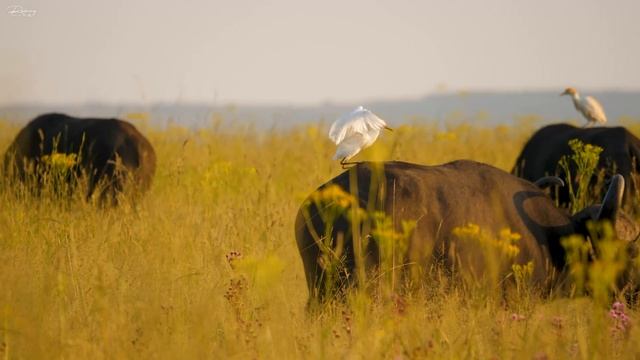 4K African Animals: Okavango Delta of Africa With Wildlife & Animals Real Sounds - 4K Animal Planet смотреть онлайн