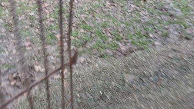 Голуби. смотреть онлайн