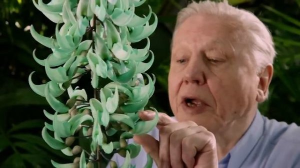 Best of David Attenborough's Plant Life | Kingdom of Plants | Nature Bites