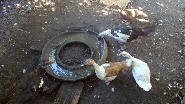 Выращивание уток / Отбор уток на племенное стадо / Как создать племенное стадо мускусных уток смотреть онлайн