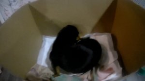 Роды у таксы Для нас это в первый раз