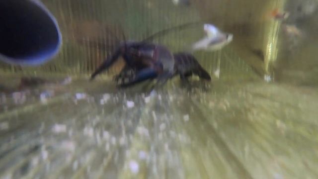 Перерождение в голубых раков