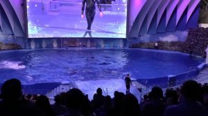 Выступление белух и дельфинов. Приморский Океанариум. Владивосток. о. Русский.