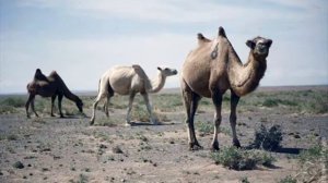 Служба в МНР город Чойр в/ч 68592. Весна 1978- 1980 гг.