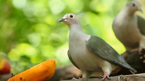 Amazing Animals in 4k ultra HD 60fps | Wild and domestic animals