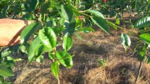 Вишня СКЛЯНКА РОЗОВАЯ / Старинный ранний сорт с хорошим вкусом