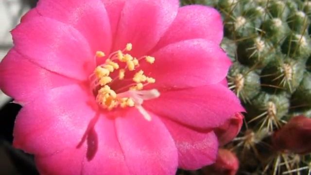Разные виды кактусов цветут по-разному... смотреть онлайн