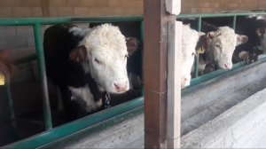 Бычки на откорме , начинающий фермер один из подписчиков , откорм быков.!