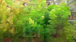 #Аквариумные_растения Кабомба.