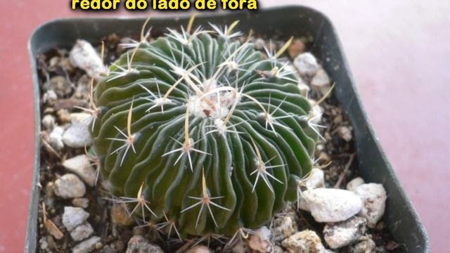 Stenocactus multicostatus - nativos dos desertos do México смотреть онлайн