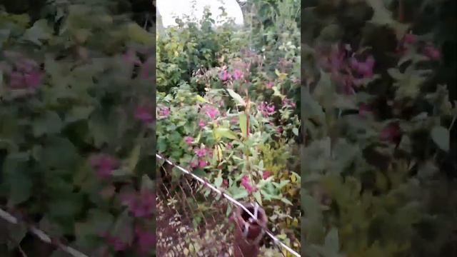 Интересный способ размножения у этого цветка смотреть онлайн